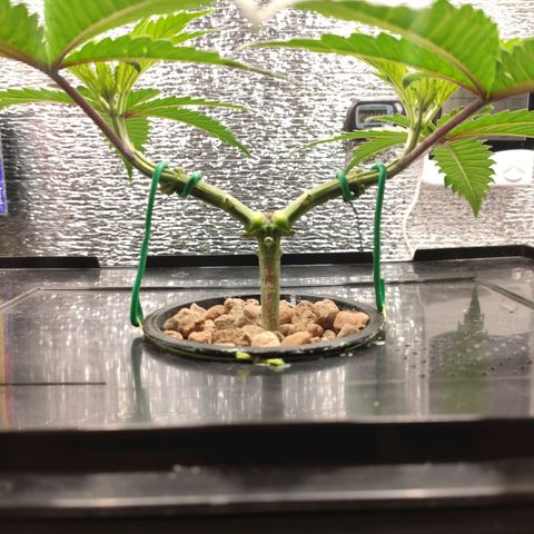 Durban Poison growlog timeline photo