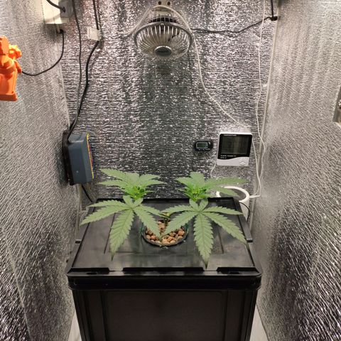 Durban Poison growlog timeline photo