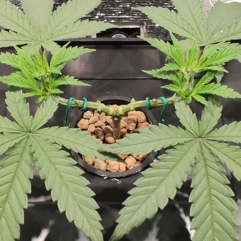 Durban Poison growlog timeline photo