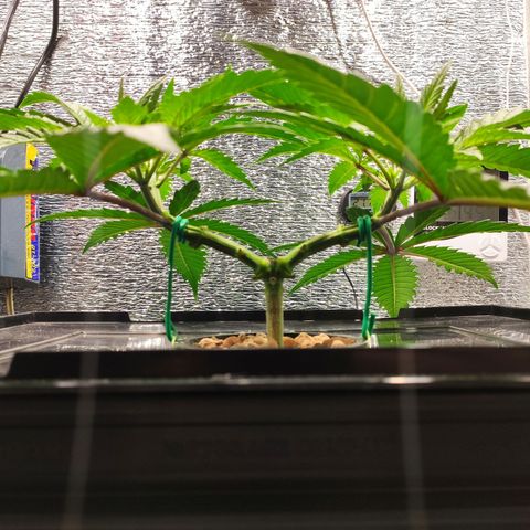 Durban Poison growlog timeline photo