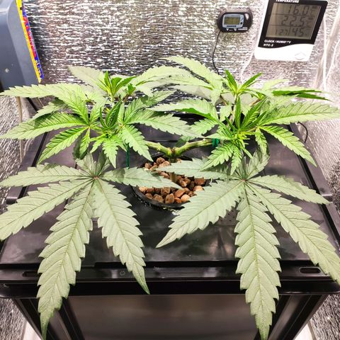 Durban Poison growlog timeline photo