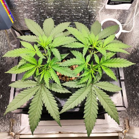 Durban Poison growlog timeline photo