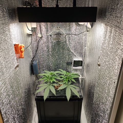 Durban Poison growlog timeline photo