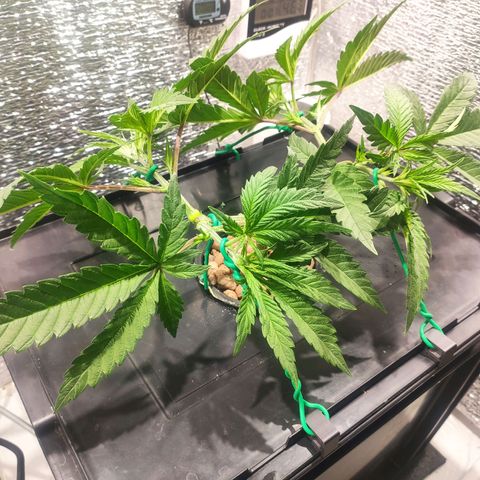 Durban Poison growlog timeline photo