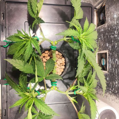 Durban Poison growlog timeline photo