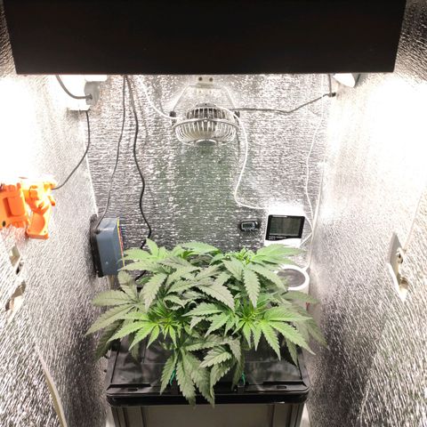Durban Poison growlog timeline photo