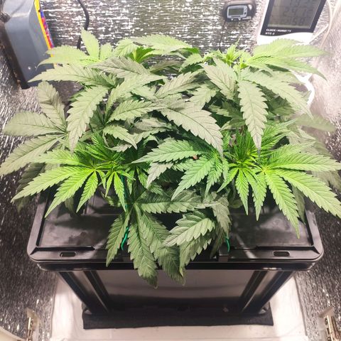 Durban Poison growlog timeline photo