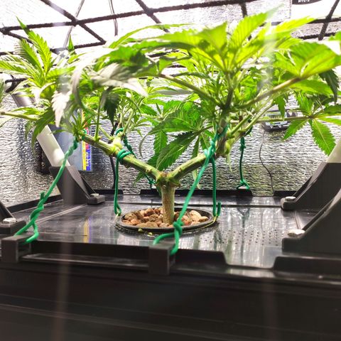 Durban Poison growlog photo: Se agregó Sistema Red SCROG desmontable