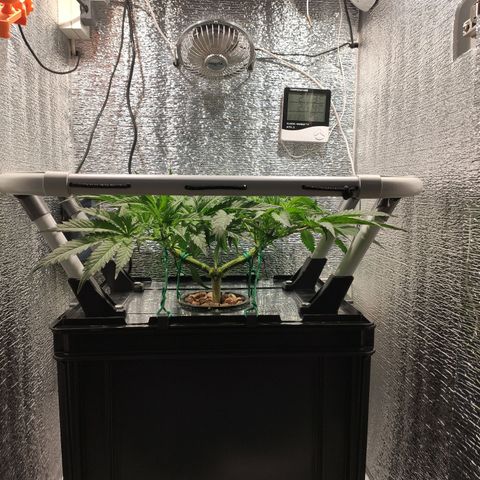 Durban Poison growlog photo: Se agregó Sistema Red SCROG desmontable