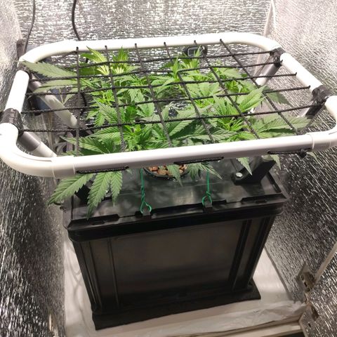 Durban Poison growlog photo: Se agregó Sistema Red SCROG desmontable