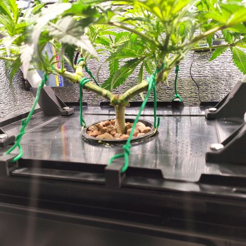 Durban Poison growlog photo: Se agregó Sistema Red SCROG desmontable