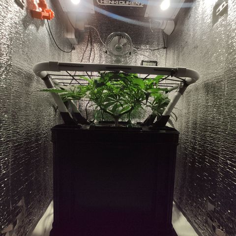 Durban Poison growlog timeline photo
