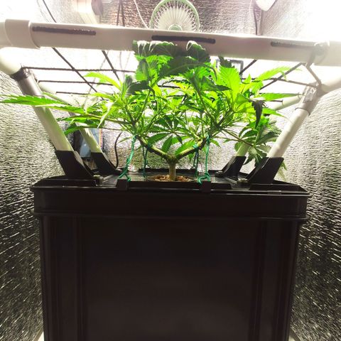Durban Poison growlog timeline photo