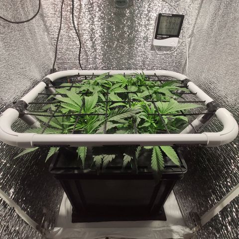 Durban Poison growlog timeline photo