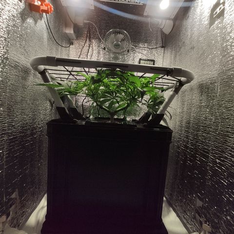 Durban Poison growlog timeline photo