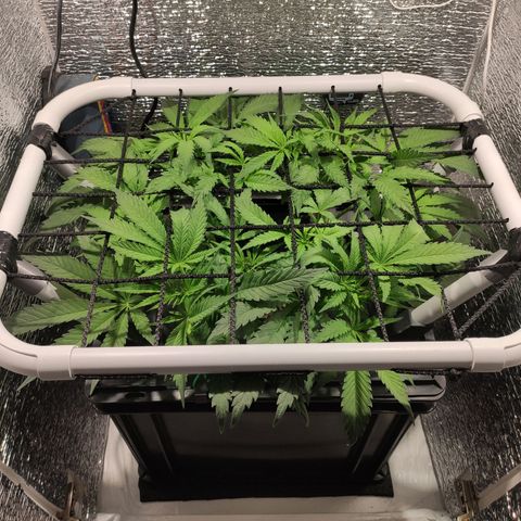 Durban Poison growlog timeline photo