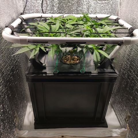 Durban Poison growlog timeline photo