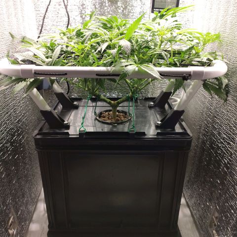 Durban Poison growlog timeline photo