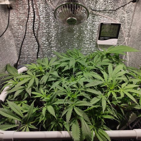 Durban Poison growlog timeline photo