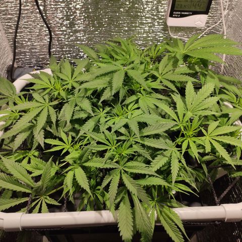 Durban Poison growlog timeline photo