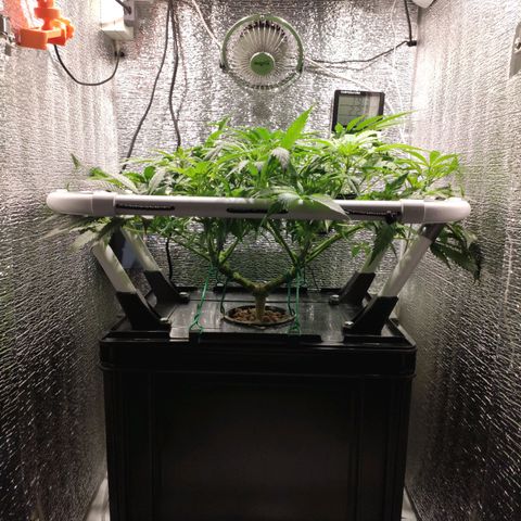 Durban Poison growlog timeline photo