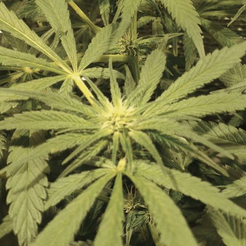Durban Poison growlog timeline photo