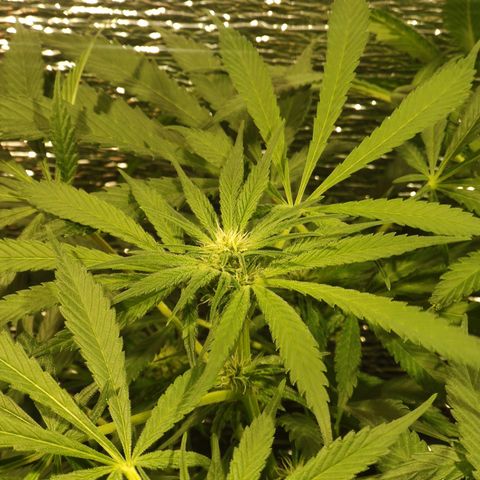 Durban Poison growlog timeline photo