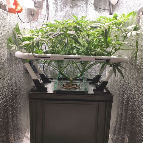 Durban Poison growlog timeline photo