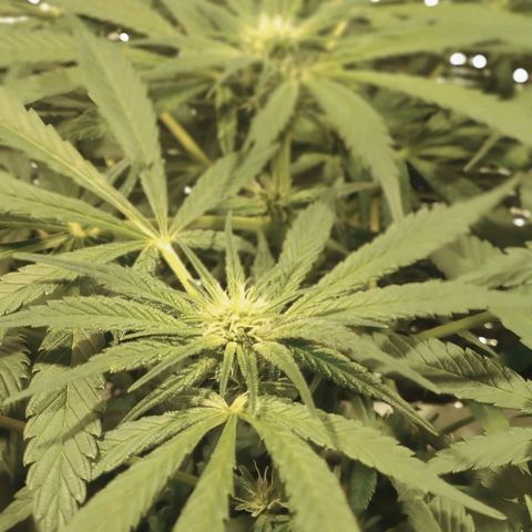 Durban Poison growlog timeline photo