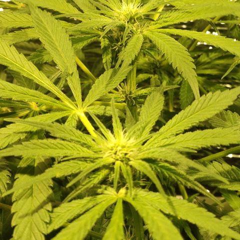 Durban Poison growlog timeline photo