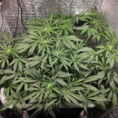 Durban Poison growlog timeline photo