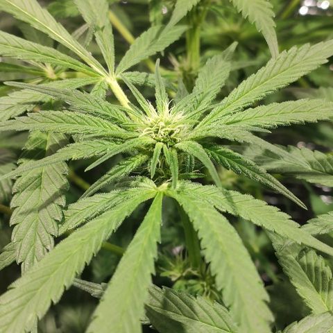 Durban Poison growlog timeline photo