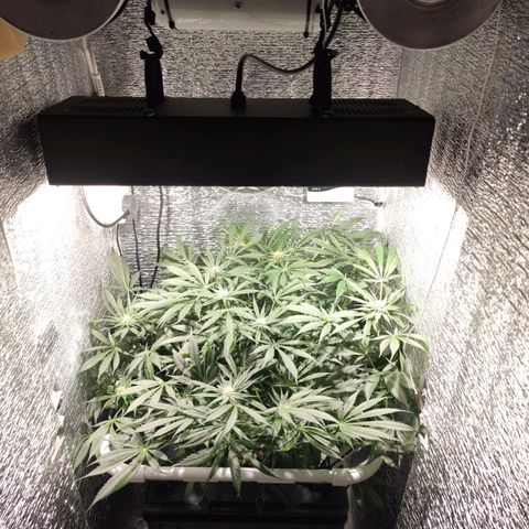 Durban Poison growlog timeline photo