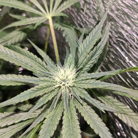 Durban Poison growlog timeline photo