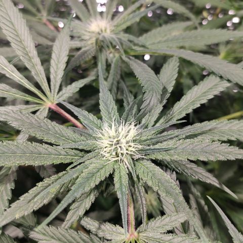 Durban Poison growlog timeline photo