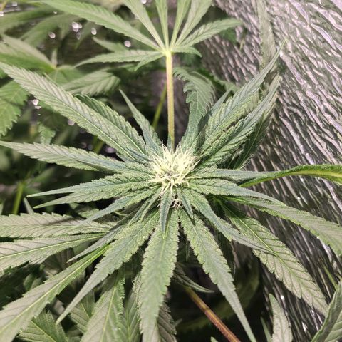 Durban Poison growlog timeline photo
