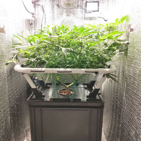 Durban Poison growlog timeline photo