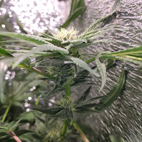 Durban Poison growlog timeline photo