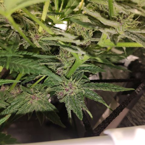 Durban Poison growlog timeline photo