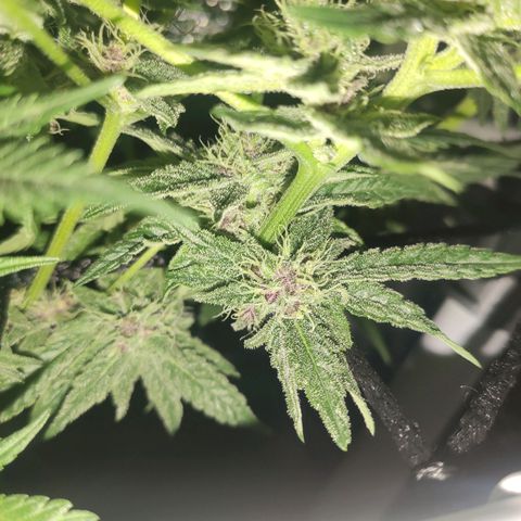 Durban Poison growlog timeline photo