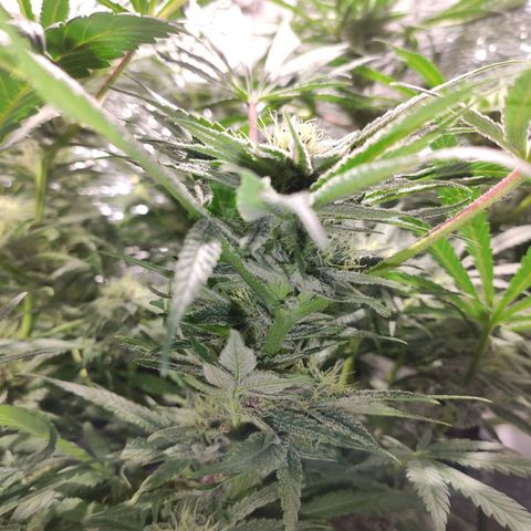 Durban Poison growlog timeline photo