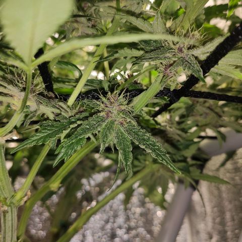 Durban Poison growlog timeline photo