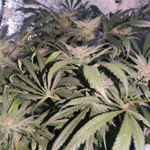 Durban Poison growlog timeline photo