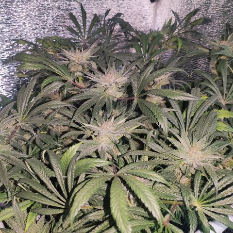 Durban Poison growlog timeline photo