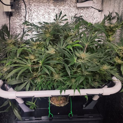 Durban Poison growlog timeline photo