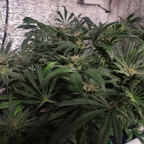 Durban Poison growlog timeline photo