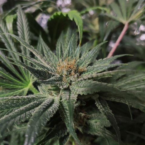 Durban Poison growlog timeline photo