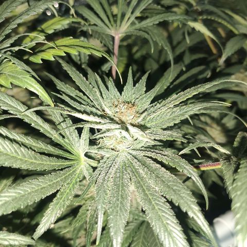 Durban Poison growlog timeline photo