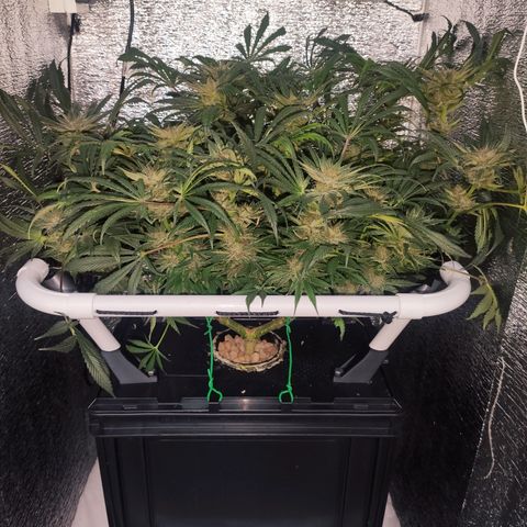 Durban Poison growlog timeline photo