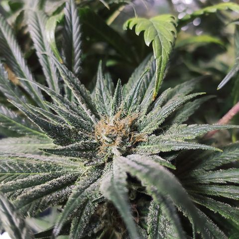 Durban Poison growlog timeline photo